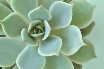 Macro of succulent plant - Echeveria - Powered by Adobe