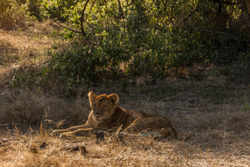 African Lioness Lying in Grasslands