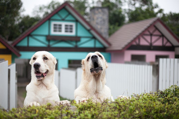 Big guard dog in front of the house