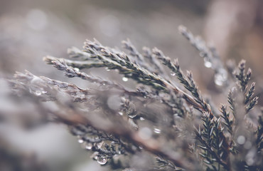 Water drops on pine needle