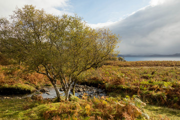 Obraz premium Green Tree in Wetlands in front of Lake