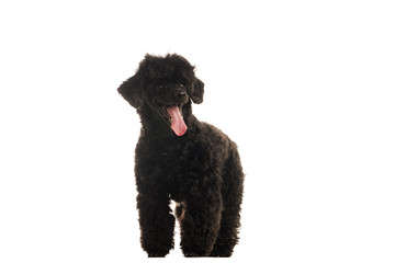 Standart black poodle