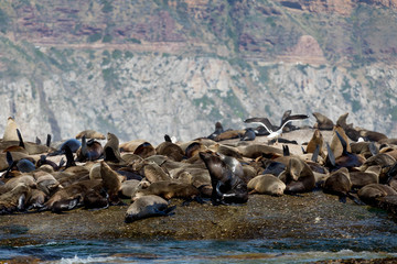 Sleeping Seals