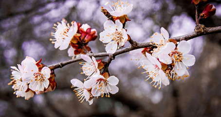 branch of fruit tree with white flowers, early spring
