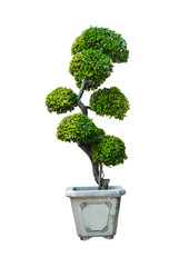 Bonsai tree, Dwarf tree isolated on white background