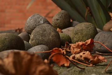 Acercamiento de hojas y rocas en un patio