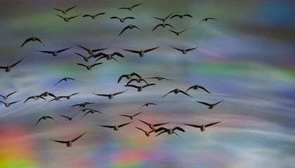 an abstract sky background - with birds