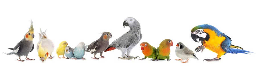 Crédence de cuisine en verre imprimé Perroquet groupe d& 39 oiseaux
