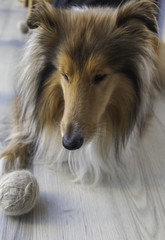 Rough collie with wool coil