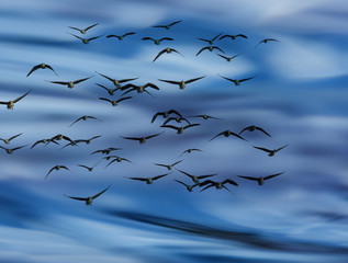 an abstract blue sky background - with birds