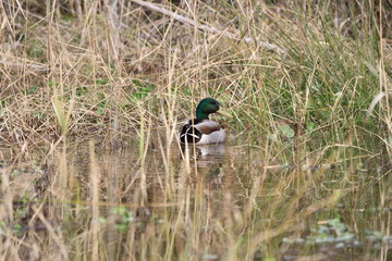 canard colvert mallard