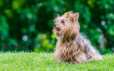 Beautiful female dog decorated with a yellow flower on his head