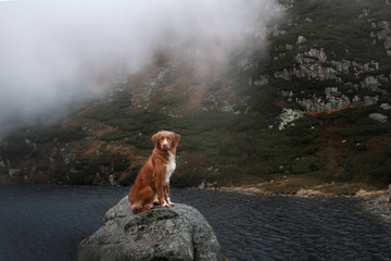 Dog in the fog. Nova Scotia duck tolling Retriever in the mountains