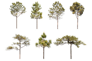 set of pine tree isolated on white background