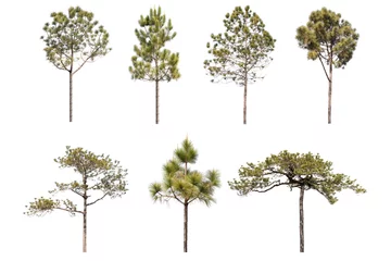 Fototapete Bäume Reihe von Kiefern isoliert auf weißem Hintergrund