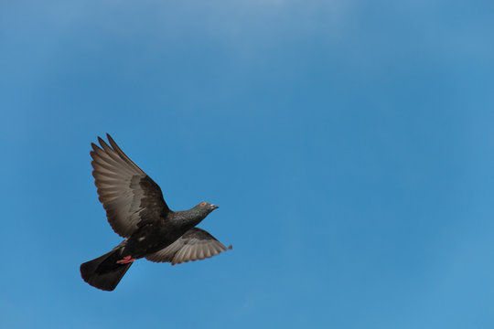 pigeon flying on the blue sky.