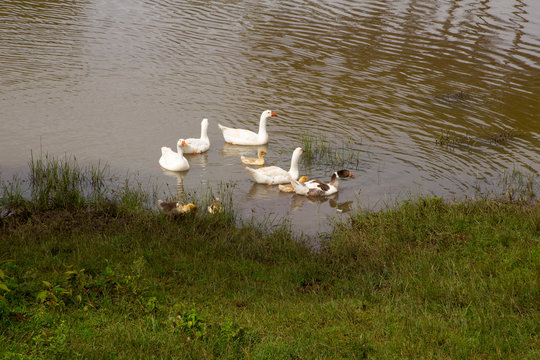 White Goose Family on Lake Shore