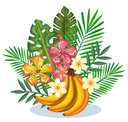 tropical garden with banana cluster vector illustration design fruits, leaves and flowers, summer and exotic concept