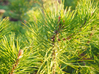 Naklejka na ściany i meble Close up pine branches with young light green shoots