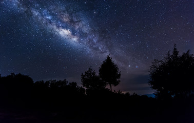 Fototapeta premium milky way rise above tree.
