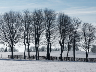 Hügelige Landschaft im Winter - Schnee auf den Feldern und schwarze Baumkulissen