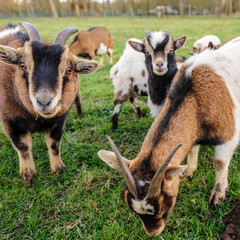 A group of Goats grazing in a field