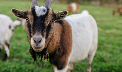 Close-up of a Goat