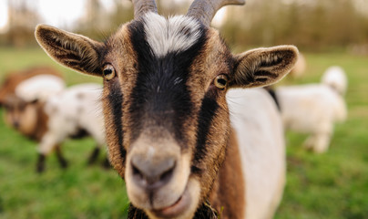 Close-up of a Goat