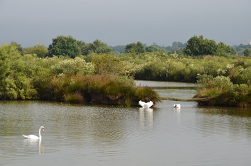 cygnes sur l'eau (bassin d'arcachon, audenge, domaine de certes)