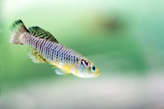 Fish Guenther's Nothobranchius (Nothobranchius guentheri), swimming
