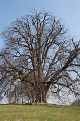 Annalinde bei Heilbronn im Frühling