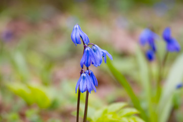 Scilla flowers on forest ground.