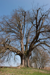 Annalinde bei Heilbronn im Frühling