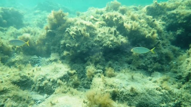Two Shrimp scads (Alepes djedaba) swimming in Mediterranean sea