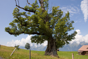 Bergahorm auf der Axalp