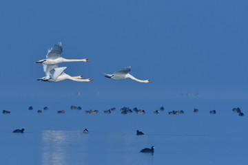 Höckerschwäne im Flug im Winter