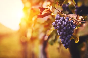Selbstklebende Fototapete Weingarten Blaue Trauben in einem Weinberg bei Sonnenuntergang, getöntes Bild