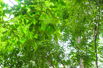 Green leaf tree branch uprisen view