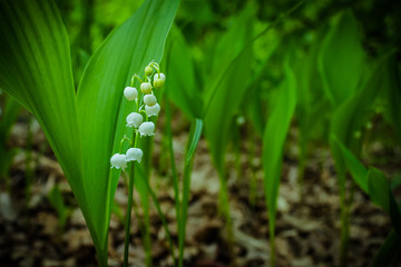 The branches of the lily of the valley, on a dark background. Spring background with blooming lily of the valley close-up. Blooming Lily of the valley in spring garden with shallow focus. May flowers.