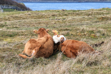brązowe krowy pasące się na łące położonej na skraju morza