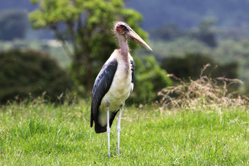duży ptak marabut afrykański stojący w trawie - obrazy, fototapety, plakaty