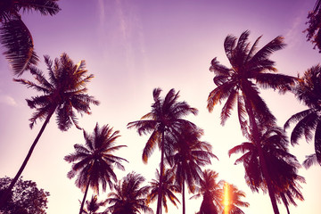 Fototapeta na wymiar Color toned picture of coconut palm trees silhouettes at sunset, vacation concept.