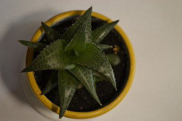 Fototapeta premium Beautiful houseplant succulent in a pot. Top view on a white background.