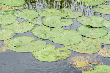 Lotus pond in evening. ,landscape of nature with lotus leaves