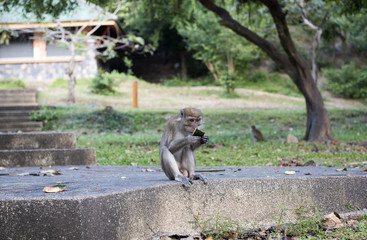 Monkeys are a pleasure to eat
