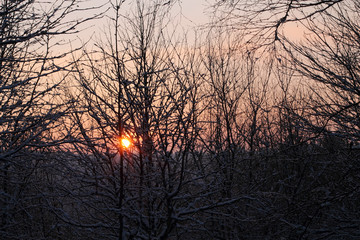 Limousin, France, le soleil se couche derri&egrave;re les arbres d'une for&ecirc;t enneig&eacute;e
