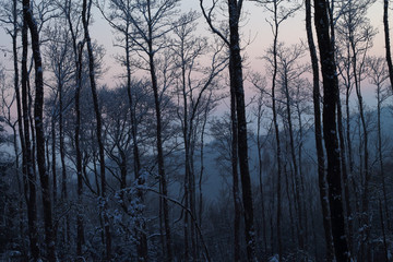 Fototapeta na wymiar Limousin, France, le soleil se couche derrière les arbres d'une forêt enneigée