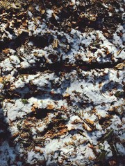 Winter Background Leafs in Forest with Snow Landscpae