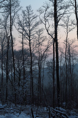 Limousin, France, le soleil se couche derrière les arbres d'une forêt enneigée
