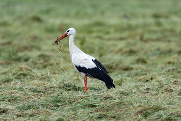 Storch beim fressen